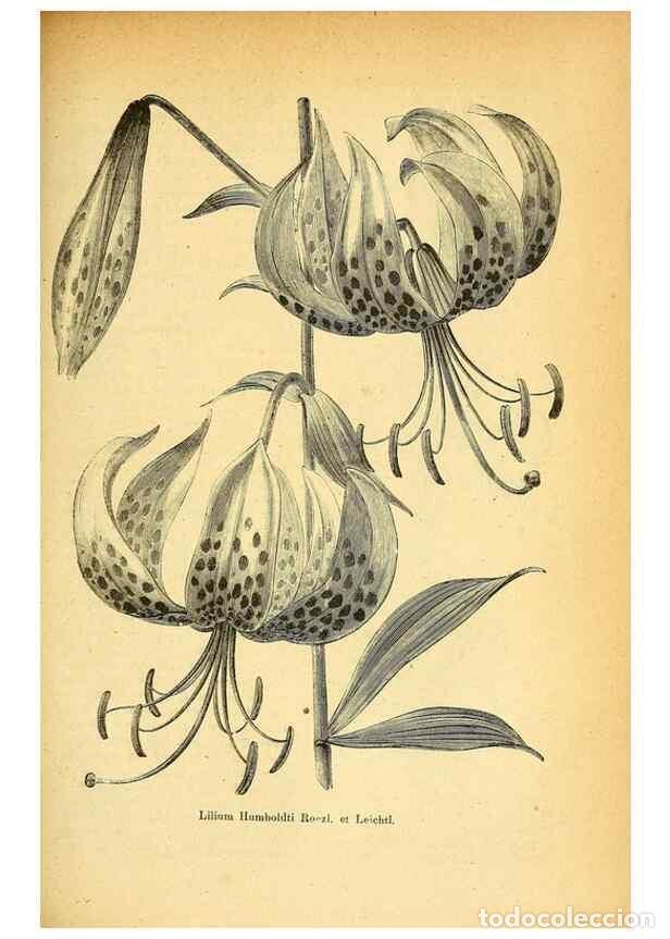 Collection Magazines and Newspapers: Reproducci&oacute;n/Reproduction 49705593741: Gartenflora.. Erlangen :F. Enke,1852-1940.. - Deutsche Garten