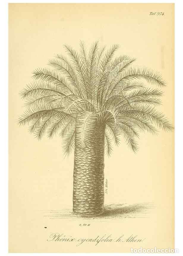 Collection Magazines and Newspapers: Reproducci&oacute;n/Reproduction 49716610711: Gartenflora.. Erlangen :F. Enke,1852-1940.. - Deutsche Garten