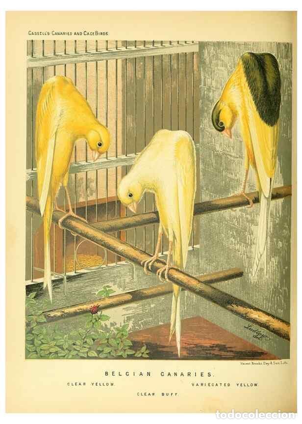 Collection Magazines and Newspapers: Reproducci&oacute;n/Reproduction 49717877701: The illustrated book of canaries and cage-birds, British and