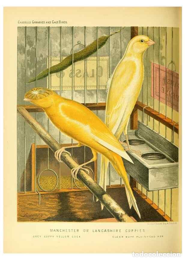 Collection Magazines and Newspapers: Reproducci&oacute;n/Reproduction 49718194287: The illustrated book of canaries and cage-birds, British and