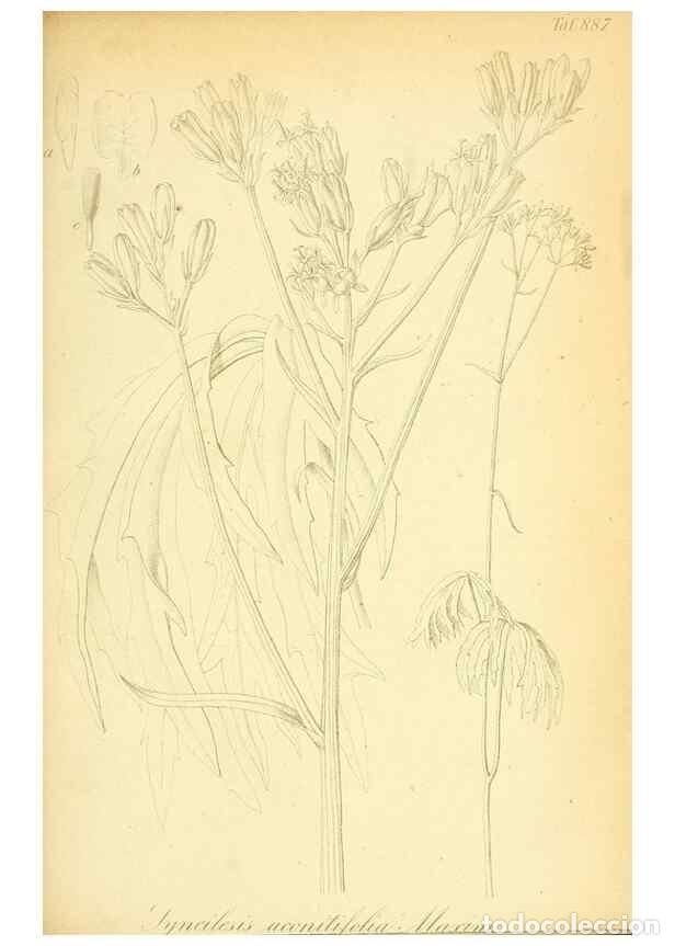 Collection Magazines and Newspapers: Reproducci&oacute;n/Reproduction 49705062148: Gartenflora.. Erlangen :F. Enke,1852-1940.. - Deutsche Garten