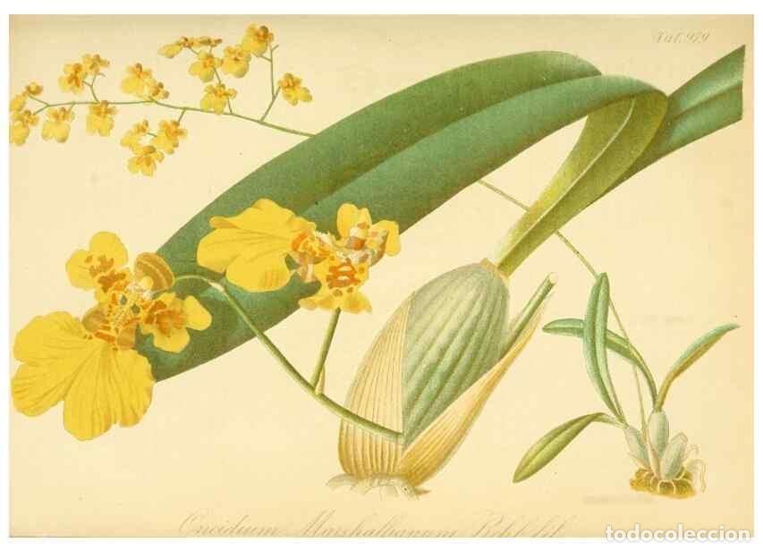 Collection Magazines and Newspapers: Reproducci&oacute;n/Reproduction 49716611891: Gartenflora.. Erlangen :F. Enke,1852-1940.. - Deutsche Garten