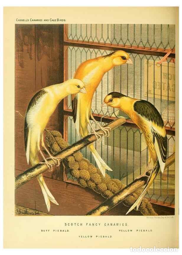 Collection Magazines and Newspapers: Reproducci&oacute;n/Reproduction 49717341243: The illustrated book of canaries and cage-birds, British and
