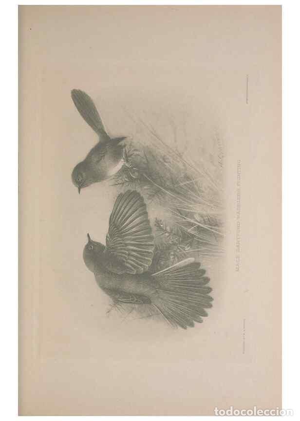 Collection Magazines and Newspapers: Reproducci&oacute;n/Reproduction 49716322223: The British warblers :. London :R.H. Porter ...,1907-1914.. -