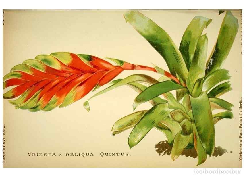 Collection Magazines and Newspapers: Reproducci&oacute;n/Reproduction 49720621547: Gartenflora.. Erlangen :F. Enke,1852-1940.. - Deutsche Garten