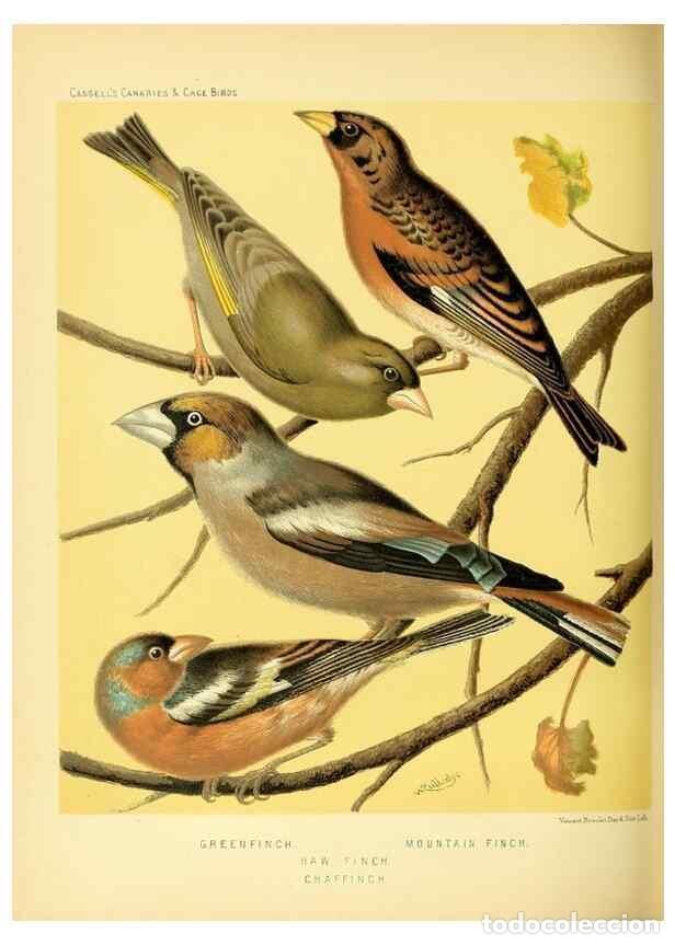 Collection Magazines and Newspapers: Reproducci&oacute;n/Reproduction 49717346283: The illustrated book of canaries and cage-birds, British and