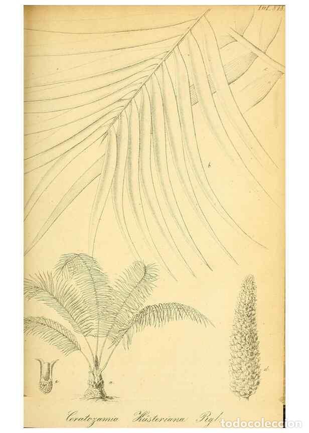 Collection Magazines and Newspapers: Reproducci&oacute;n/Reproduction 49705593931: Gartenflora.. Erlangen :F. Enke,1852-1940.. - Deutsche Garten