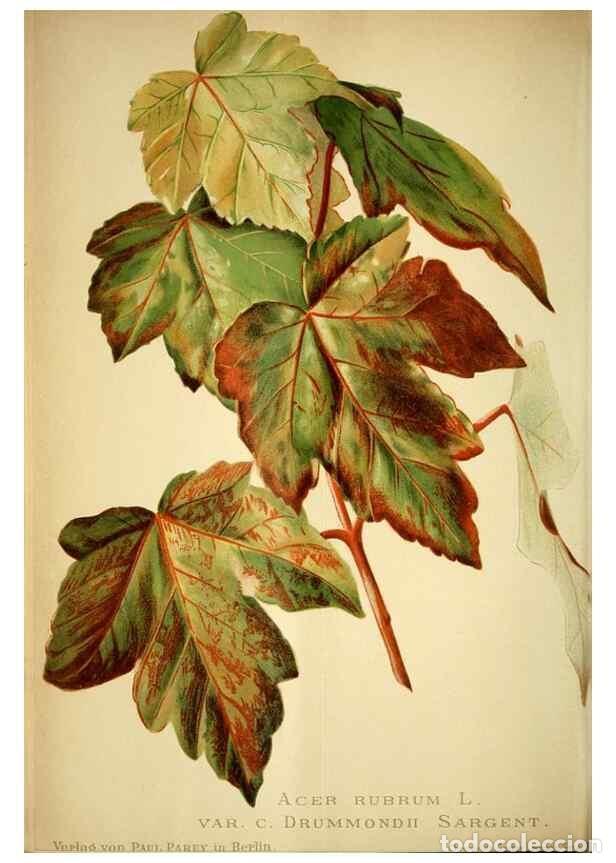 Collection Magazines and Newspapers: Reproducci&oacute;n/Reproduction 49720622807: Gartenflora.. Erlangen :F. Enke,1852-1940.. - Deutsche Garten