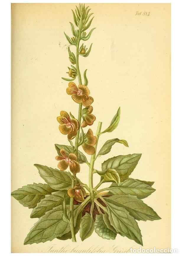 Collection Magazines and Newspapers: Reproducci&oacute;n/Reproduction 49705061073: Gartenflora.. Erlangen :F. Enke,1852-1940.. - Deutsche Garten