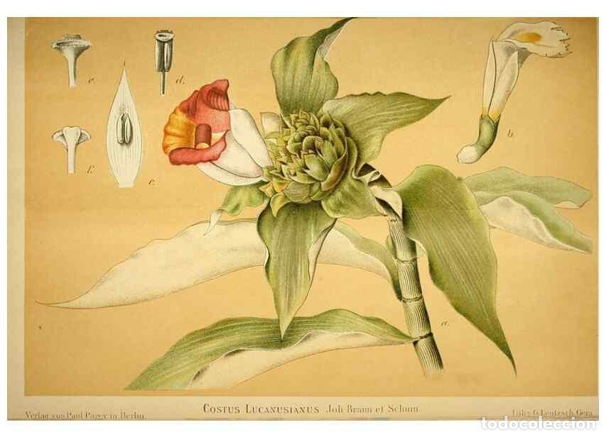 Collection Magazines and Newspapers: Reproducci&oacute;n/Reproduction 49720306951: Gartenflora.. Erlangen :F. Enke,1852-1940.. - Deutsche Garten