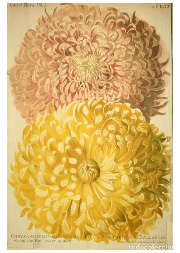 Collection Magazines and Newspapers: Reproducci&oacute;n/Reproduction 49720305031: Gartenflora.. Erlangen :F. Enke,1852-1940.. - Deutsche Garten