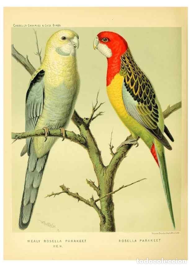 Collection Magazines and Newspapers: Reproducci&oacute;n/Reproduction 49718203932: The illustrated book of canaries and cage-birds, British and