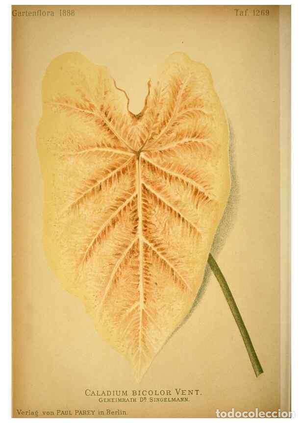 Collection Magazines and Newspapers: Reproducci&oacute;n/Reproduction 49716927228: Gartenflora.. Erlangen :F. Enke,1852-1940.. - Deutsche Garten