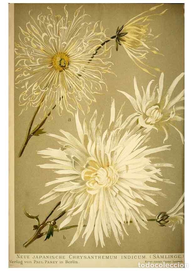 Collection Magazines and Newspapers: Reproducci&oacute;n/Reproduction 49720306671: Gartenflora.. Erlangen :F. Enke,1852-1940.. - Deutsche Garten