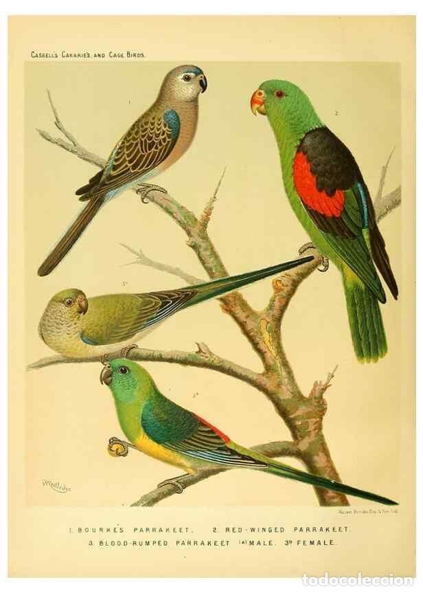 Collection Magazines and Newspapers: Reproducci&oacute;n/Reproduction 49718205062: The illustrated book of canaries and cage-birds, British and