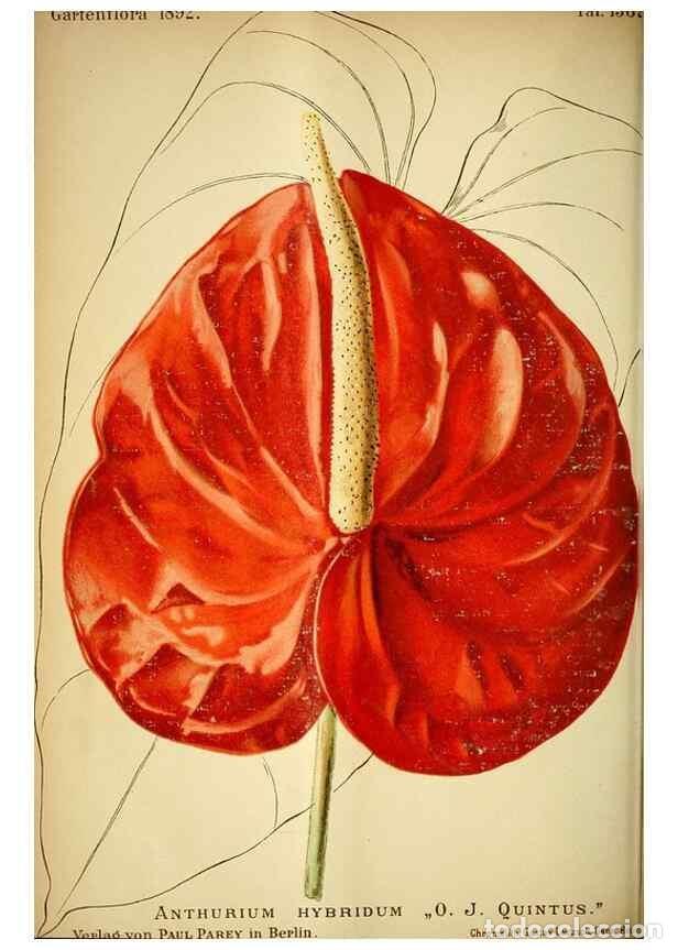 Collection Magazines and Newspapers: Reproducci&oacute;n/Reproduction 49719765633: Gartenflora.. Erlangen :F. Enke,1852-1940.. - Deutsche Garten