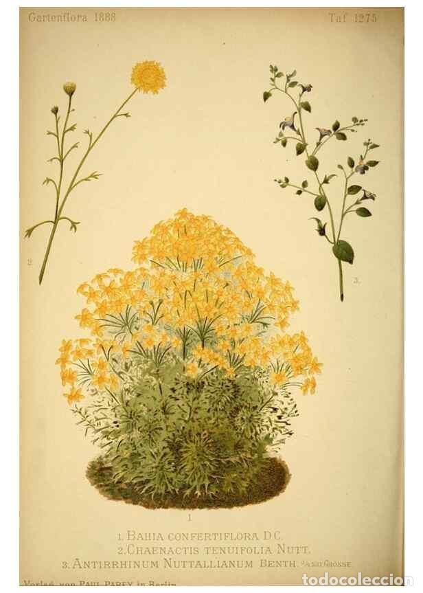 Collection Magazines and Newspapers: Reproducci&oacute;n/Reproduction 49717468246: Gartenflora.. Erlangen :F. Enke,1852-1940.. - Deutsche Garten