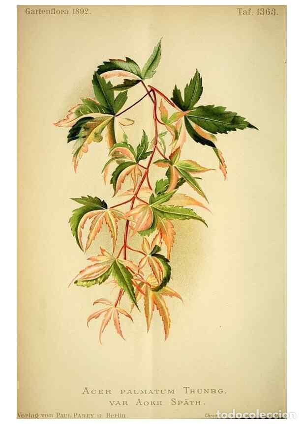 Collection Magazines and Newspapers: Reproducci&oacute;n/Reproduction 49720619852: Gartenflora.. Erlangen :F. Enke,1852-1940.. - Deutsche Garten