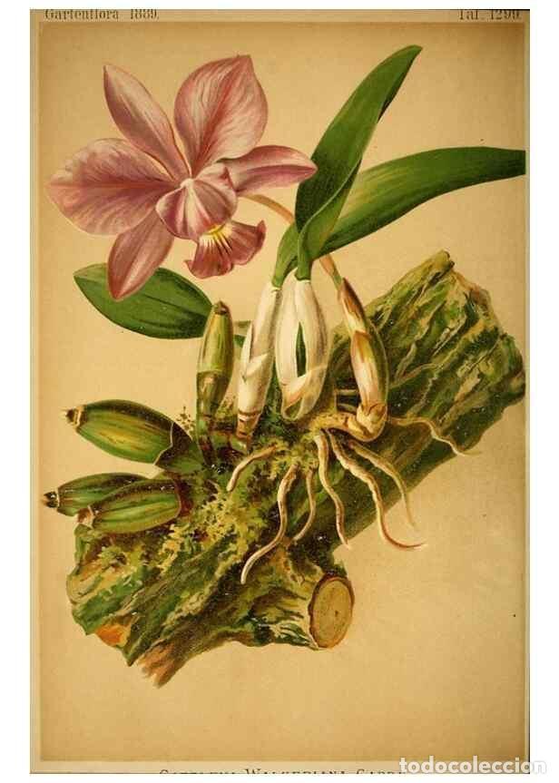 Collection Magazines and Newspapers: Reproducci&oacute;n/Reproduction 49717172543: Gartenflora.. Erlangen :F. Enke,1852-1940.. - Deutsche Garten