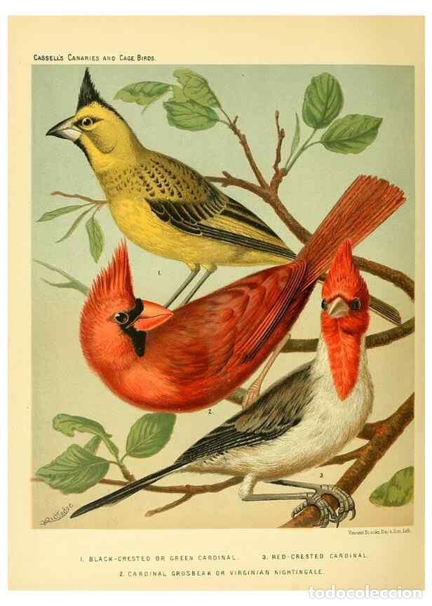 Collection Magazines and Newspapers: Reproducci&oacute;n/Reproduction 49717888121: The illustrated book of canaries and cage-birds, British and