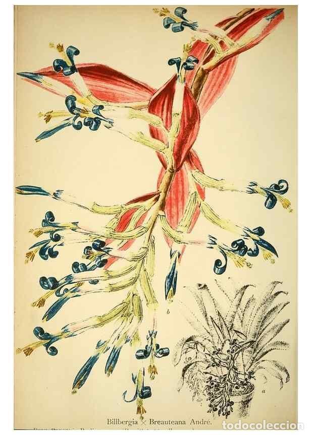 Collection Magazines and Newspapers: Reproducci&oacute;n/Reproduction 49717470466: Gartenflora.. Erlangen :F. Enke,1852-1940.. - Deutsche Garten