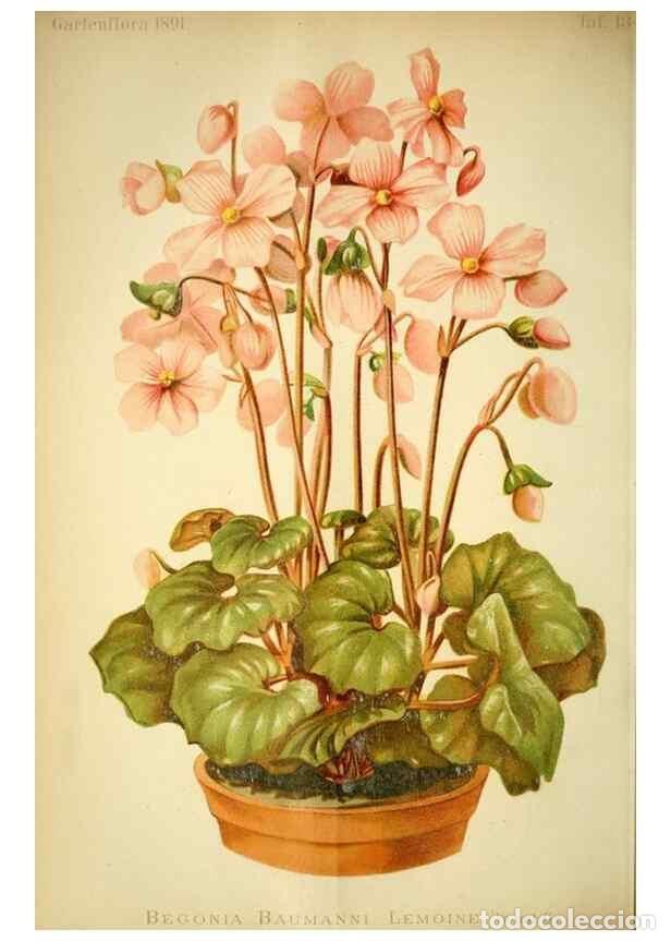 Collection Magazines and Newspapers: Reproducci&oacute;n/Reproduction 49718183582: Gartenflora.. Erlangen :F. Enke,1852-1940.. - Deutsche Garten