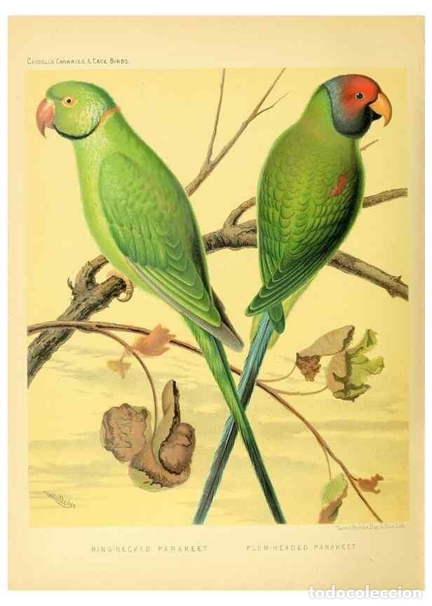 Collection Magazines and Newspapers: Reproducci&oacute;n/Reproduction 49717351928: The illustrated book of canaries and cage-birds, British and