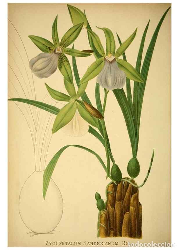 Collection Magazines and Newspapers: Reproducci&oacute;n/Reproduction 49717784497: Gartenflora.. Erlangen :F. Enke,1852-1940.. - Deutsche Garten