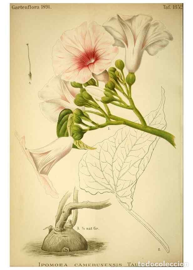 Collection Magazines and Newspapers: Reproducci&oacute;n/Reproduction 49718184467: Gartenflora.. Erlangen :F. Enke,1852-1940.. - Deutsche Garten