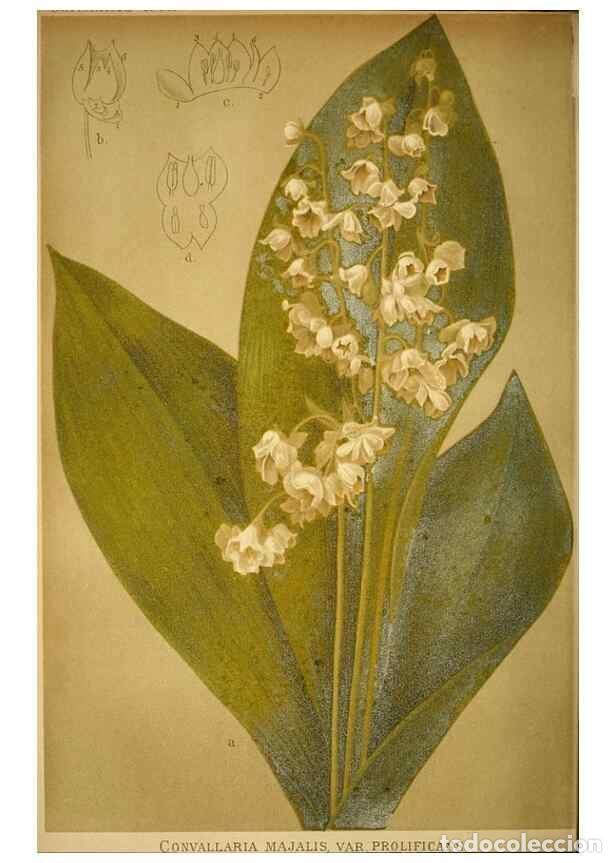 Collection Magazines and Newspapers: Reproducci&oacute;n/Reproduction 49717170788: Gartenflora.. Erlangen :F. Enke,1852-1940.. - Deutsche Garten