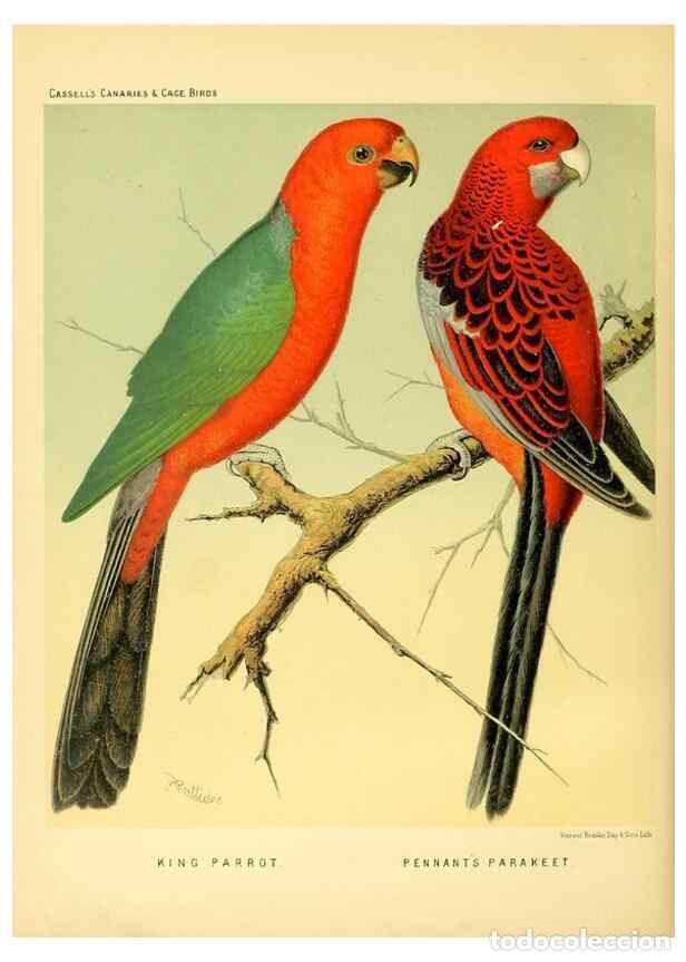 Collection Magazines and Newspapers: Reproducci&oacute;n/Reproduction 49717890666: The illustrated book of canaries and cage-birds, British and