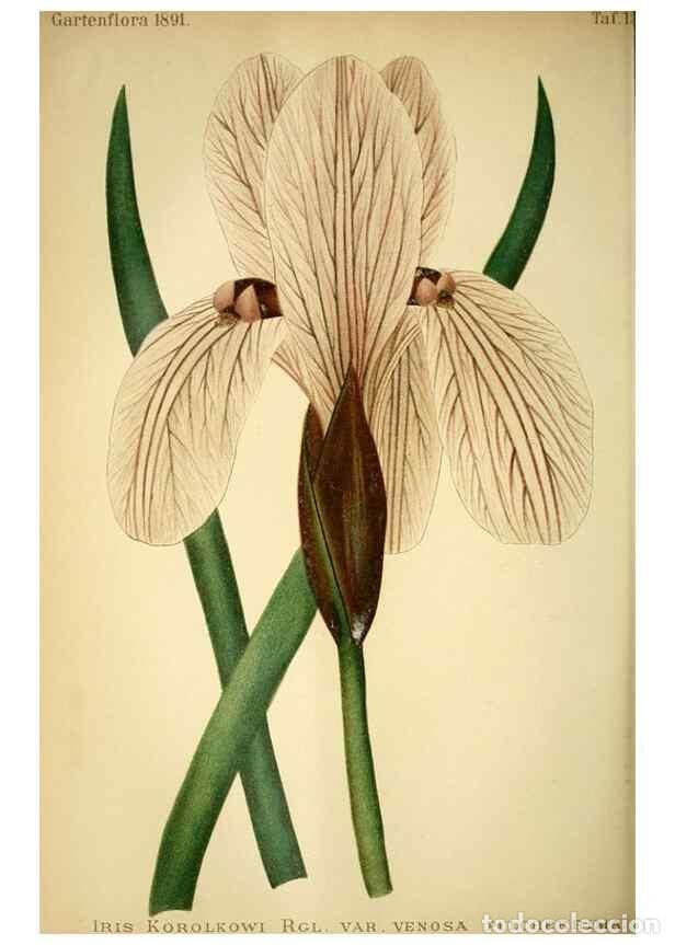 Collection Magazines and Newspapers: Reproducci&oacute;n/Reproduction 49718185672: Gartenflora.. Erlangen :F. Enke,1852-1940.. - Deutsche Garten