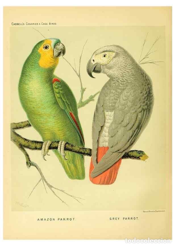 Collection Magazines and Newspapers: Reproducci&oacute;n/Reproduction 49717889946: The illustrated book of canaries and cage-birds, British and