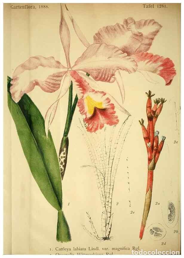 Collection Magazines and Newspapers: Reproducci&oacute;n/Reproduction 49717782592: Gartenflora.. Erlangen :F. Enke,1852-1940.. - Deutsche Garten