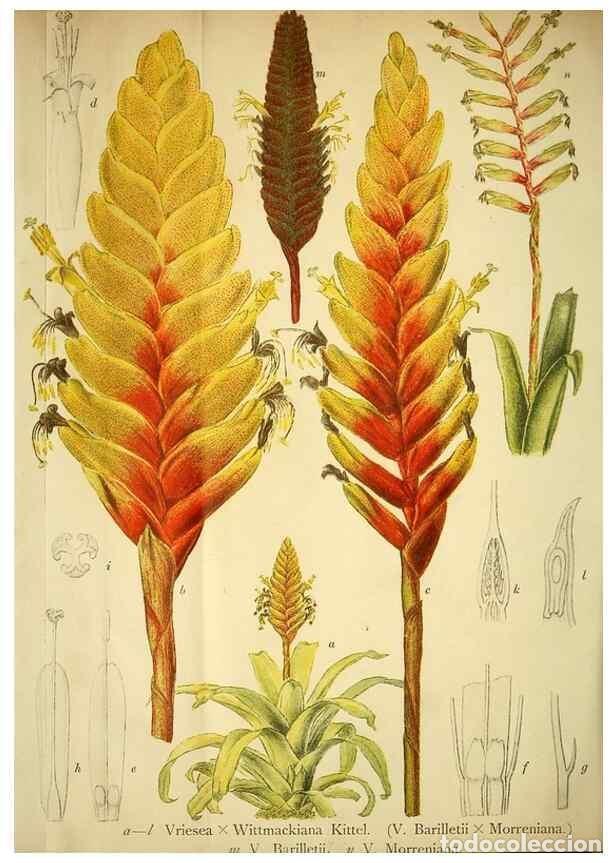 Collection Magazines and Newspapers: Reproducci&oacute;n/Reproduction 49717470651: Gartenflora.. Erlangen :F. Enke,1852-1940.. - Deutsche Garten