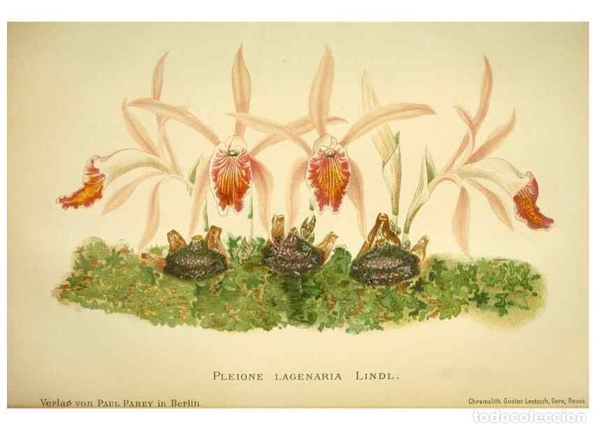 Collection Magazines and Newspapers: Reproducci&oacute;n/Reproduction 49717331193: Gartenflora.. Erlangen :F. Enke,1852-1940.. - Deutsche Garten