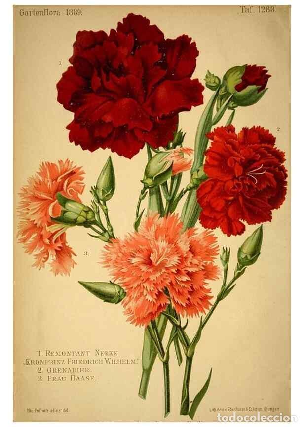 Collection Magazines and Newspapers: Reproducci&oacute;n/Reproduction 49717169718: Gartenflora.. Erlangen :F. Enke,1852-1940.. - Deutsche Garten