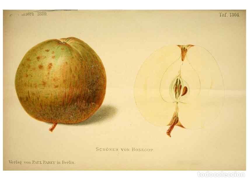 Collection Magazines and Newspapers: Reproducci&oacute;n/Reproduction 49718026897: Gartenflora.. Erlangen :F. Enke,1852-1940.. - Deutsche Garten