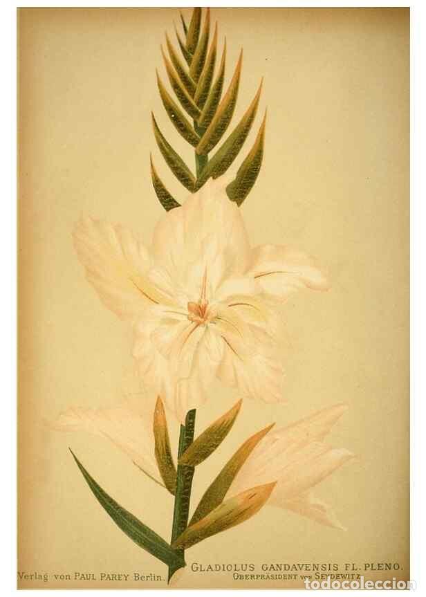 Collection Magazines and Newspapers: Reproducci&oacute;n/Reproduction 49717466261: Gartenflora.. Erlangen :F. Enke,1852-1940.. - Deutsche Garten