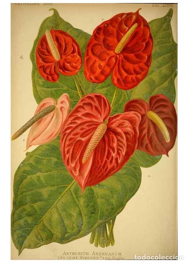 Collection Magazines and Newspapers: Reproducci&oacute;n/Reproduction 49717171133: Gartenflora.. Erlangen :F. Enke,1852-1940.. - Deutsche Garten