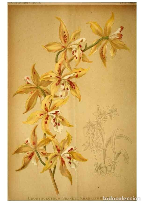 Collection Magazines and Newspapers: Reproducci&oacute;n/Reproduction 49718027722: Gartenflora.. Erlangen :F. Enke,1852-1940.. - Deutsche Garten