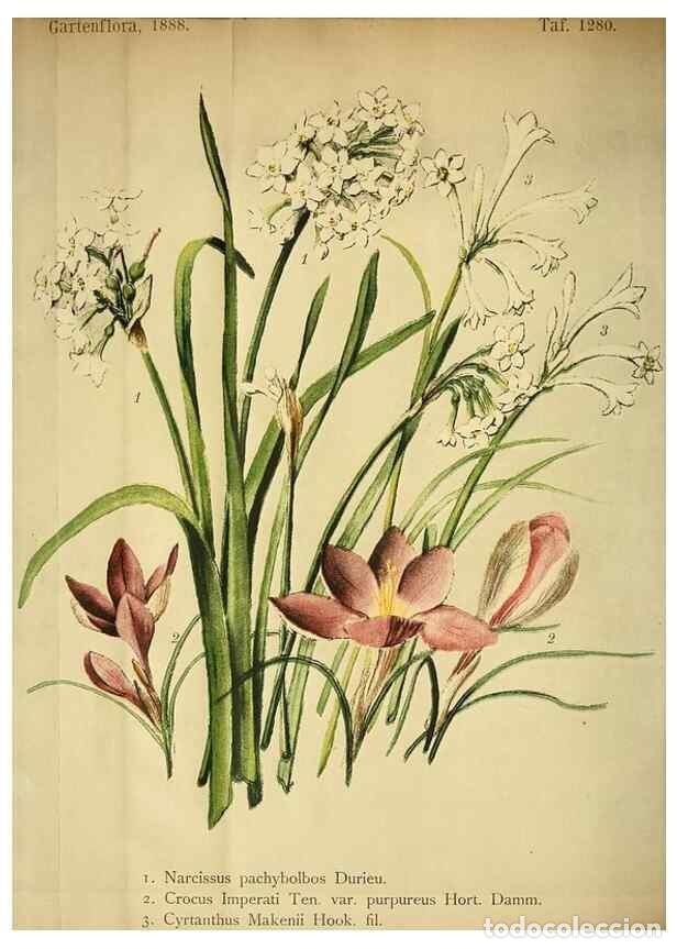 Collection Magazines and Newspapers: Reproducci&oacute;n/Reproduction 49716930428: Gartenflora.. Erlangen :F. Enke,1852-1940.. - Deutsche Garten