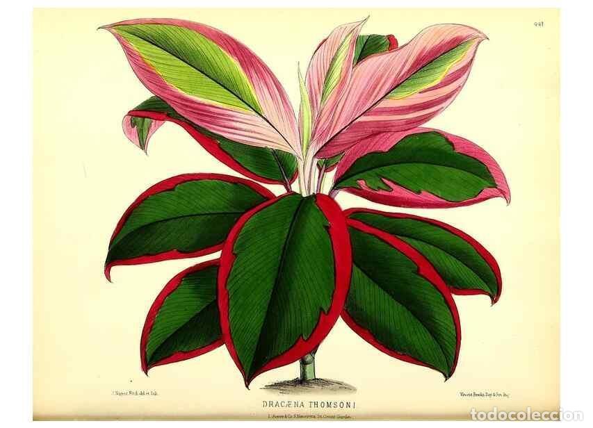 Collection Magazines and Newspapers: Reproducci&oacute;n/Reproduction 49680805252: The floral magazine;. London,L. Reeve & Co.. - Dombrain, Henr