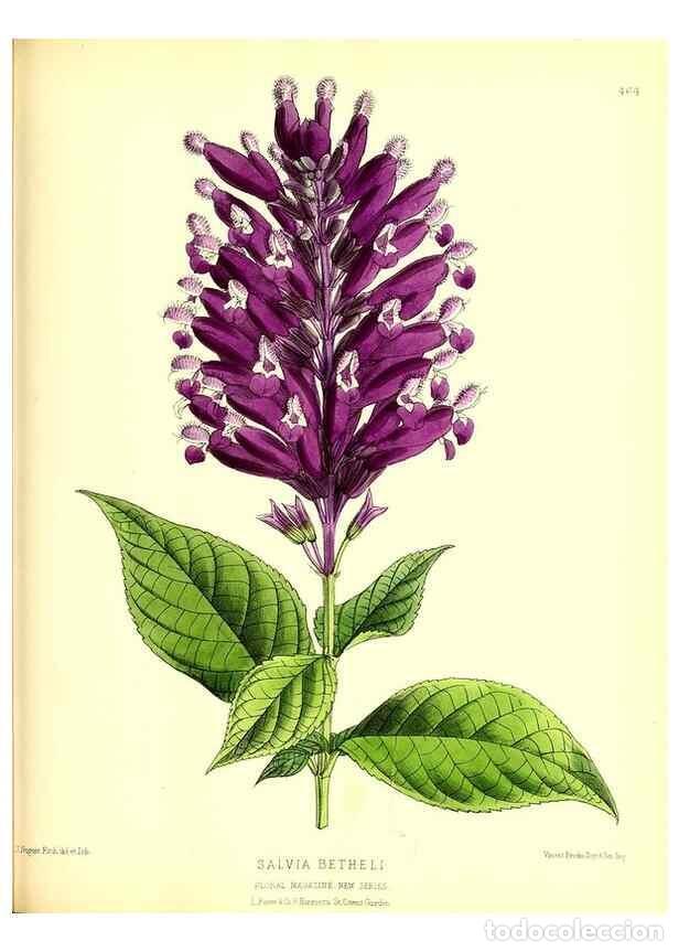 Collection Magazines and Newspapers: Reproducci&oacute;n/Reproduction 49679987043: The floral magazine;. London,L. Reeve & Co.. - Dombrain, Henr