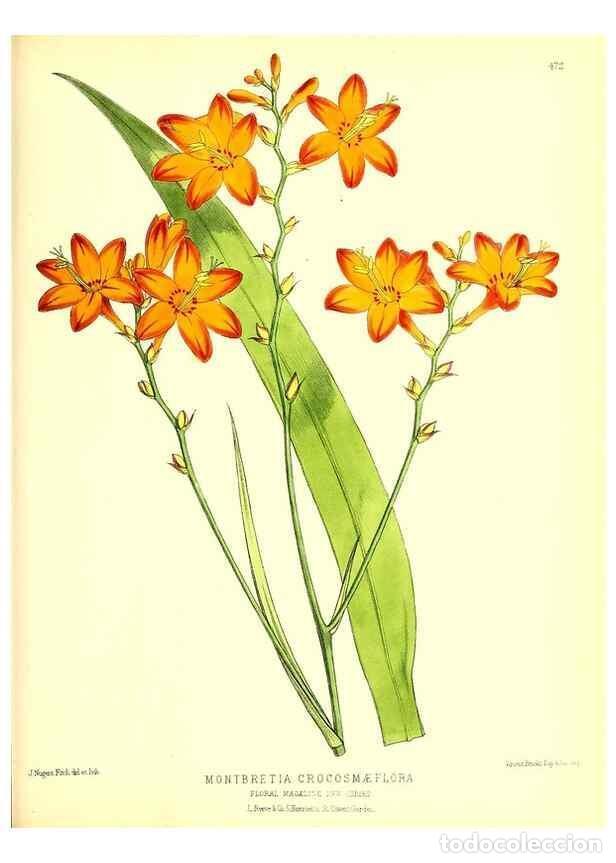 Collection Magazines and Newspapers: Reproducci&oacute;n/Reproduction 49679988013: The floral magazine;. London,L. Reeve & Co.. - Dombrain, Henr