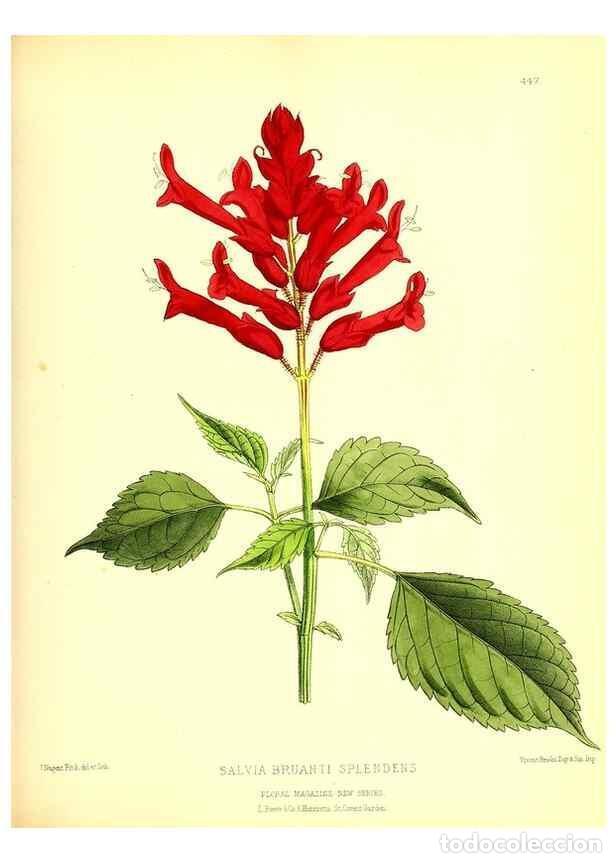 Collection Magazines and Newspapers: Reproducci&oacute;n/Reproduction 49680515651: The floral magazine;. London,L. Reeve & Co.. - Dombrain, Henr