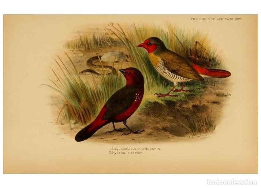 Sammeln von Zeitschriften und Zeitungen: Reproducci&oacute;n/Reproduction 49655130091: The birds of Africa,. London,Published for the author by R.H.