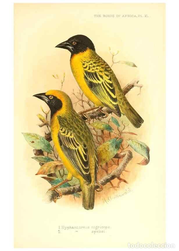 Sammeln von Zeitschriften und Zeitungen: Reproducci&oacute;n/Reproduction 49655490132: The birds of Africa,. London,Published for the author by R.H.