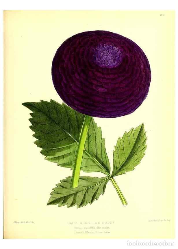 Sammeln von Zeitschriften und Zeitungen: Reproducci&oacute;n/Reproduction 49679985643: The floral magazine;. London,L. Reeve & Co.. - Dombrain, Henr