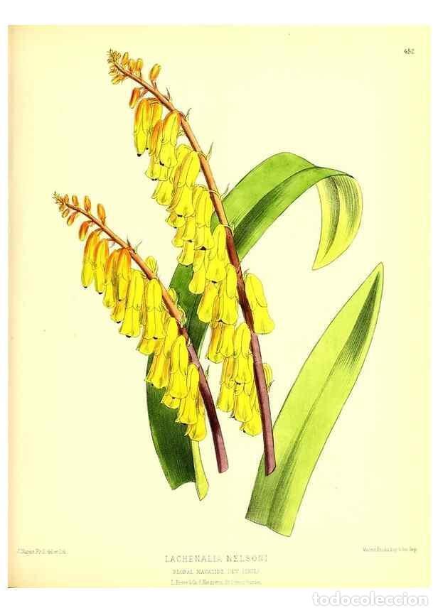 Sammeln von Zeitschriften und Zeitungen: Reproducci&oacute;n/Reproduction 49680516946: The floral magazine;. London,L. Reeve & Co.. - Dombrain, Henr